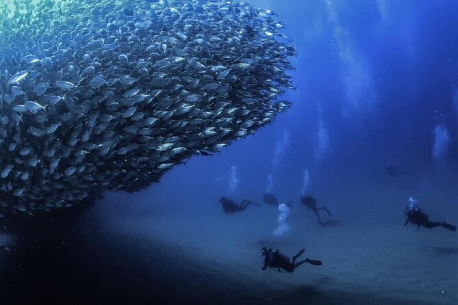 Private Dive Boat for Certified Divers - Cabo San Lucas - Key things that make this Cabo scuba trip worth it