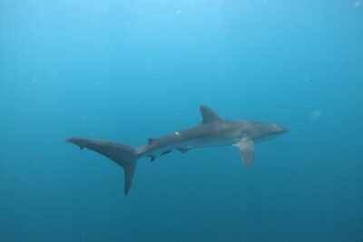 Private Dive Boat for Certified Divers – Cabo San Lucas