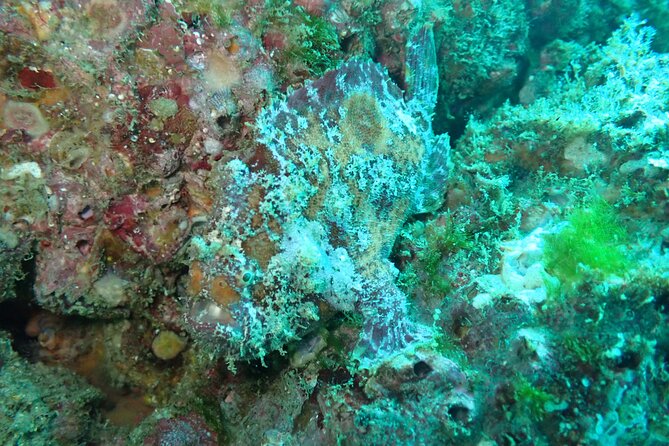 Private Dive Boat for Certified Divers - Cabo San Lucas - Meeting Point and Timing: How to Start Without Stress