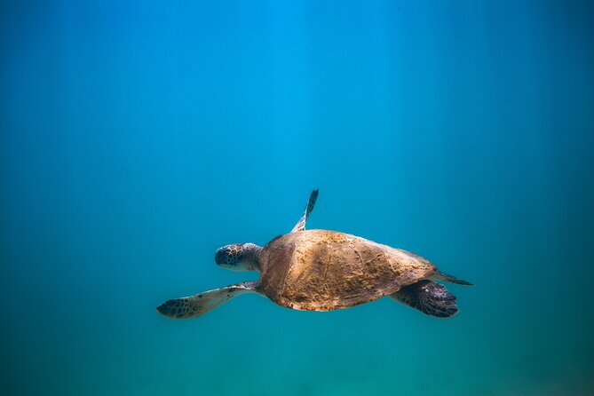 Private Dive Boat for Certified Divers - Cabo San Lucas - Underwater Photos and Video You Can Actually Share