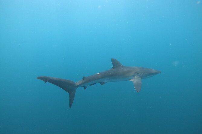 Private Dive Boat for Certified Divers - Cabo San Lucas - The Two Underwater Stops, and Why They Matter