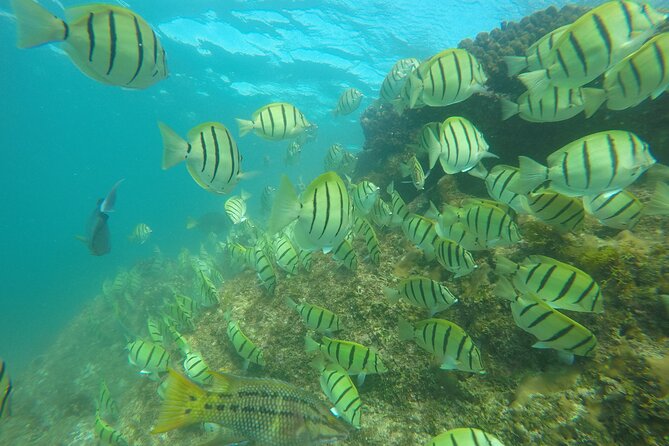 Private Guided Snorkeling in Cabo San Lucas - Weather, Timing, and Where to Meet at Plaza Nautica