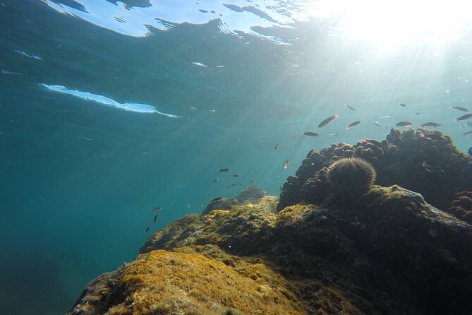 Private Guided Snorkeling in Cabo San Lucas - Should You Book This Private Guided Snorkeling in Cabo San Lucas?