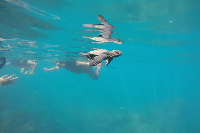 Private Guided Snorkeling in Cabo San Lucas - FAQ