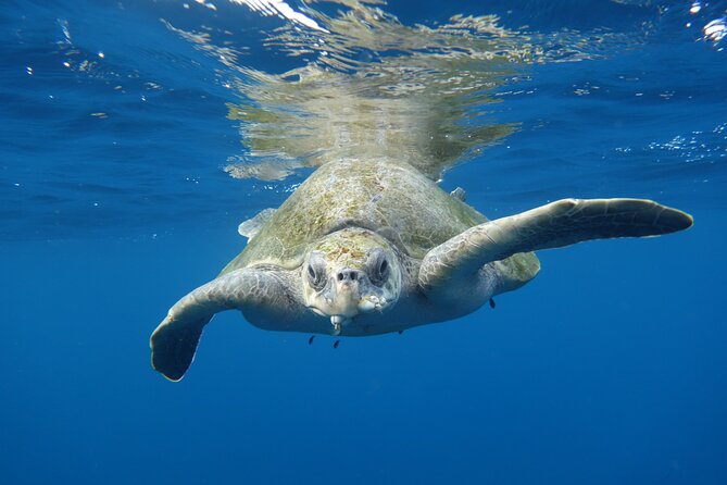 Private Guided Snorkeling in Cabo San Lucas - Snorkeling Time, Equipment, and the Google Drive Photo Link
