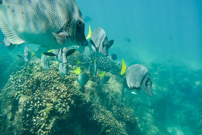 Private Los Cabos snorkeling tour to Chileno bay and Santa Maria cove - What you might see under the water