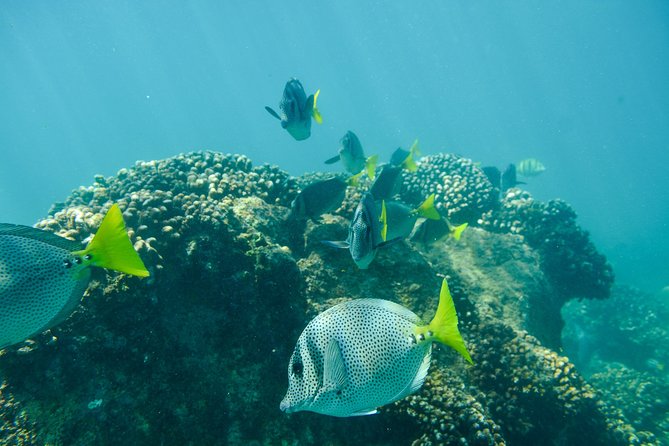 Private Los Cabos snorkeling tour to Chileno bay and Santa Maria cove - What the 2-stop snorkeling day really feels like