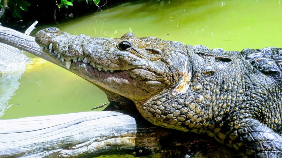 Private Ría Lagartos Boat Tour: Flamingos & Crocodiles - Key things to know before you go