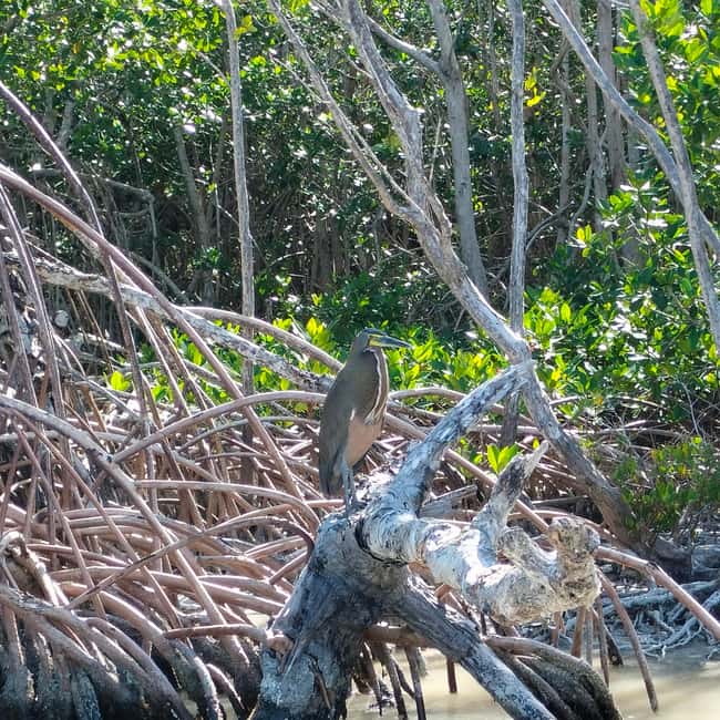 Private Ría Lagartos Boat Tour: Flamingos & Crocodiles - Price and value: is $75 per person fair?