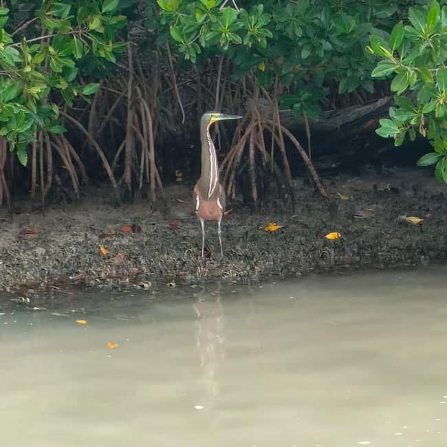Private Ría Lagartos Boat Tour: Flamingos & Crocodiles - The Mayan mud bath with natural white clay: why it’s more than a gimmick