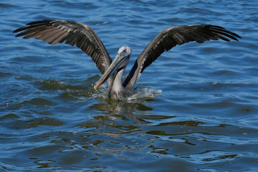 Private Ría Lagartos Boat Tour: Flamingos & Crocodiles - Group size, pace, and photography: how to make it work for you