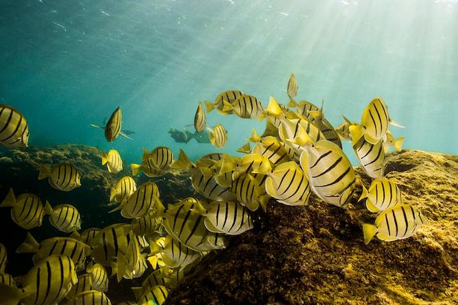 Private Snorkeling Tour in Cabo San Lucas - A private charter in Cabo, not a cattle-call
