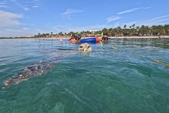 Private Snorkeling with Sea Turtles in Akumal Beach - CONANP protected lane: what the 1 km route is really doing