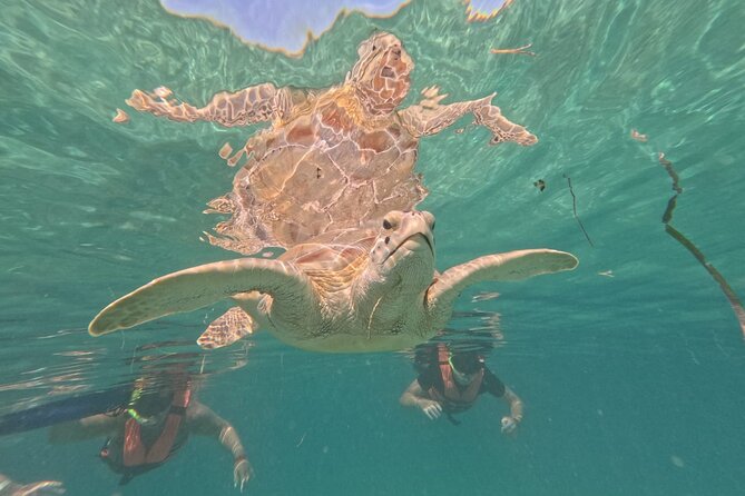 Private Snorkeling with Sea Turtles in Akumal Beach - What you can expect to see: green turtles and more