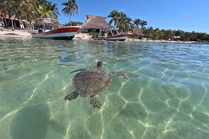Private Snorkeling with Sea Turtles in Akumal Beach - Meeting point, facilities, and what to bring for comfort