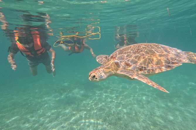 Private Snorkeling with Sea Turtles in Akumal Beach - Darwin and Marlene’s guiding style: safety with real attention to behavior
