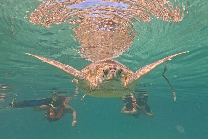 Private Snorkeling with Sea Turtles in Akumal Beach - Price and value: what $65.57 buys you in real terms