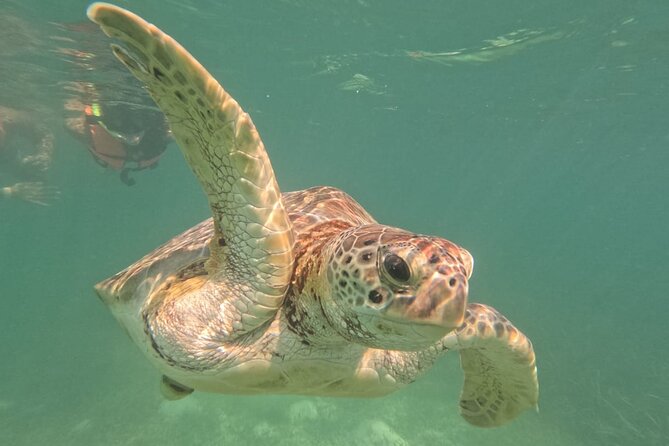 Private Snorkeling with Sea Turtles in Akumal Beach - Who this tour fits best, and who should think twice
