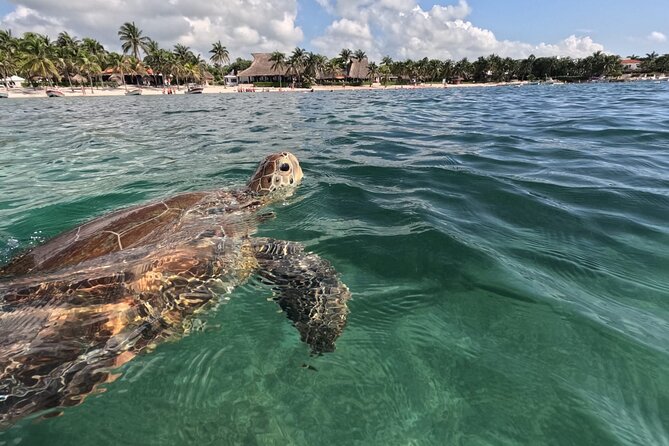Private Snorkeling with Sea Turtles in Akumal Beach - The 1-hour plan, gear on, then a 1 km circuit