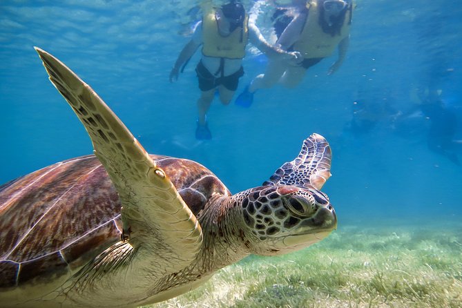 Private Tulum Ruins, Turtles in Akumal and Cenote Adventure - A 7-hour private mix of ruins, turtles, and a cenote