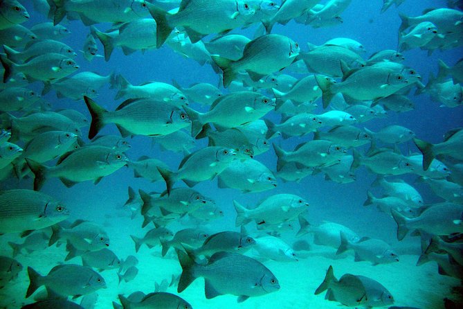 Private Tulum Ruins, Turtles in Akumal and Cenote Adventure - Playa del Carmen pickup and the “early start” reality