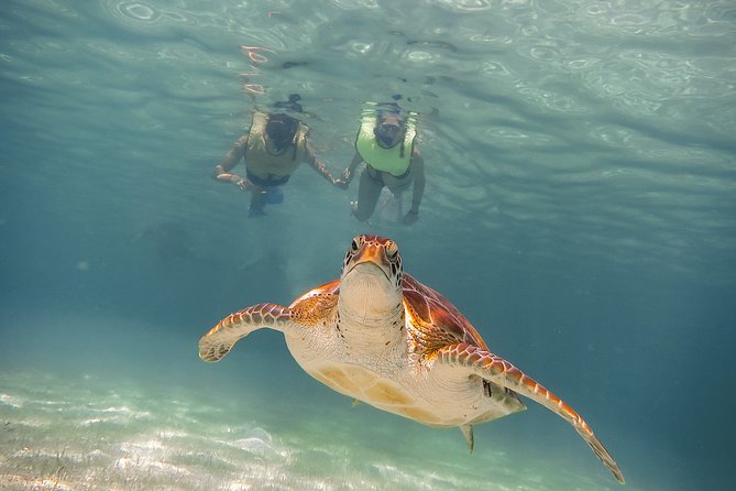 Private Turtles & Cenotes Adventure - Turtle Bay Snorkel: Guaranteed Sightings and Easy-to-Follow Water Time
