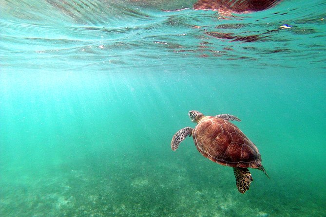 Private Turtles & Cenotes Adventure - Who This Tour Fits Best, and Who Might Want Another Option