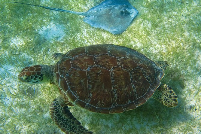Private Turtles & Cenotes Adventure - Why the 6:00 AM Start Feels Worth It