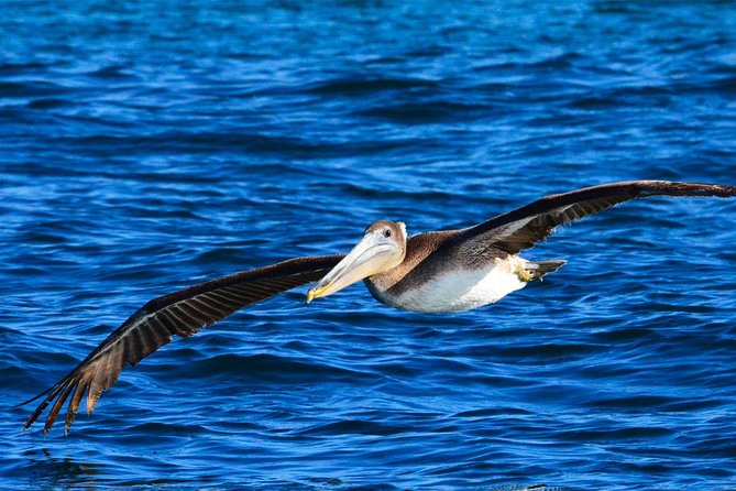 PRIVATE Whale Watch Tour | Cabo San Lucas | Biologist | FREE Pics - Out beyond the bay: where whales are most likely to show up