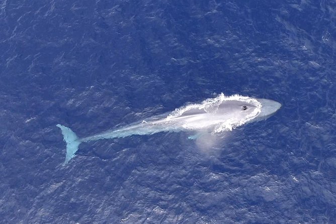 PRIVATE Whale Watch Tour | Cabo San Lucas | Biologist | FREE Pics - Your onboard team: what the marine biologist adds