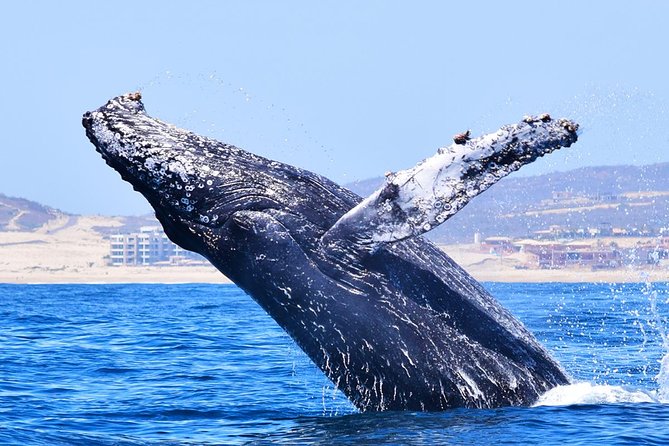 PRIVATE Whale Watch Tour | Cabo San Lucas | Biologist | FREE Pics - Free photos: great perk, but watch the delivery timing