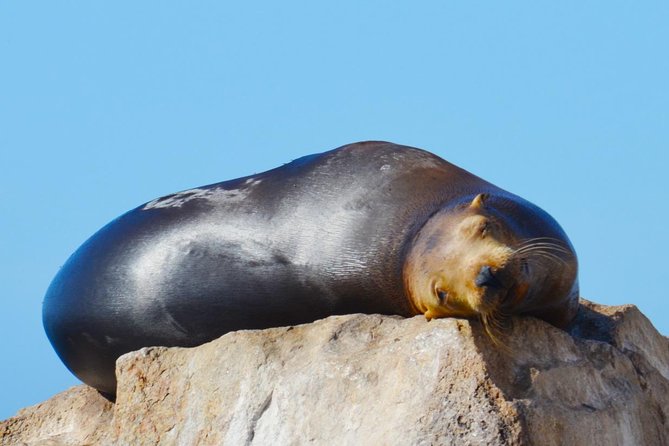 PRIVATE Whale Watch Tour | Cabo San Lucas | Biologist | FREE Pics - Sighting guarantee in-season: how to use it in your planning