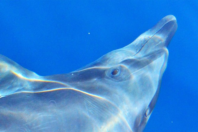 PRIVATE Whale Watch Tour | Cabo San Lucas | Biologist | FREE Pics - Price and value: what $369.50 per person is buying you