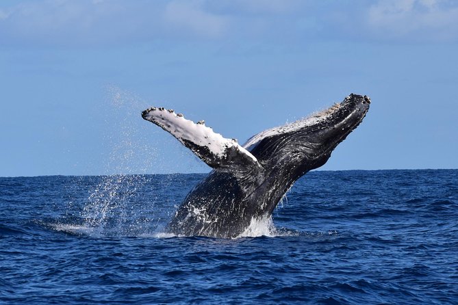PRIVATE Whale Watch Tour | Cabo San Lucas | Biologist | FREE Pics - Pelican Rock and the marine protected area approach