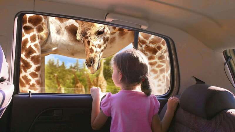 Puebla Africam Safari Park, Live an Unforgettable Adventure! - Getting There from Puebla’s Zocalo: Turibus Pickup and the Big Coach Reality