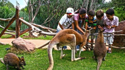 Puebla Africam Safari Park, Live an Unforgettable Adventure!