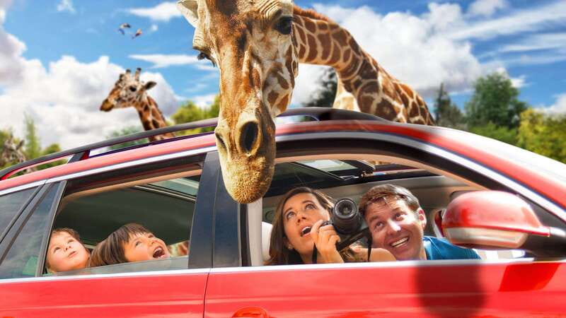 Puebla Africam Safari Park, Live an Unforgettable Adventure! - Safari Time: What the 4-Hour Guided Circuit Feels Like