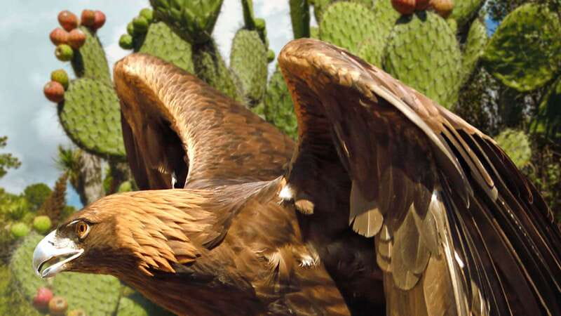 Puebla Africam Safari Park, Live an Unforgettable Adventure! - Photo Strategy and Seating Tips on a Full Coach