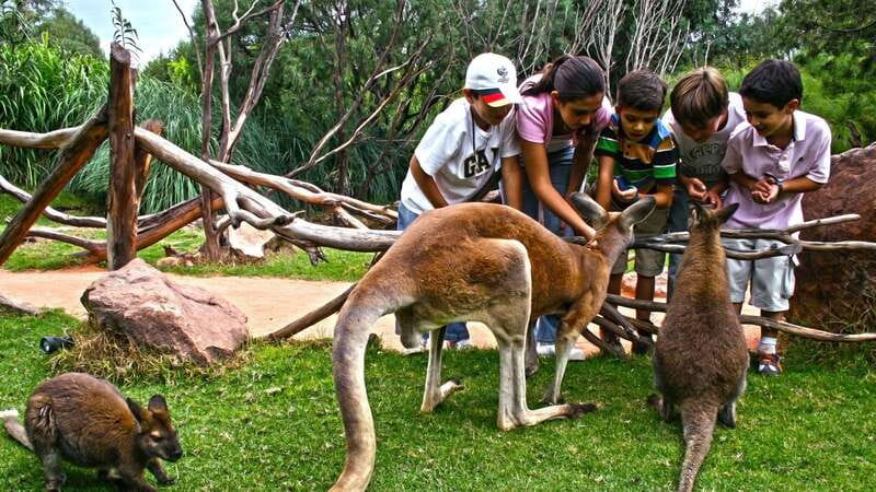 Puebla Africam Safari Park, Live an Unforgettable Adventure! - Price and Value: Is $43 Really Fair?