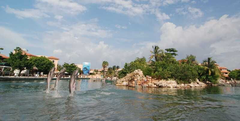 Puerto Aventuras: Dolphin Swim, Sea Lions, Manatees, & Lunch - Price and value: what $135 gets you in real terms