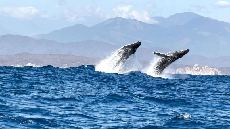 Puerto Escondido: Boat Tour among Dolphins and Turtles - Who this tour fits best, and who should skip it