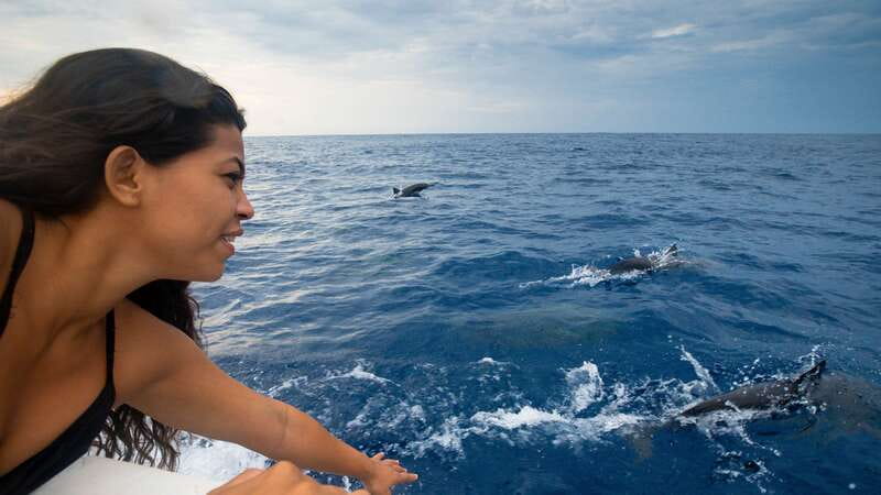 Puerto Escondido: Boat Tour among Dolphins and Turtles - Wildlife watching on the Pacific: dolphins, turtles, and whales when timing is right