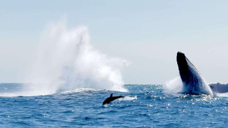 Puerto Escondido: Boat Tour among Dolphins and Turtles - How the captain improves your odds, without guaranteeing miracles