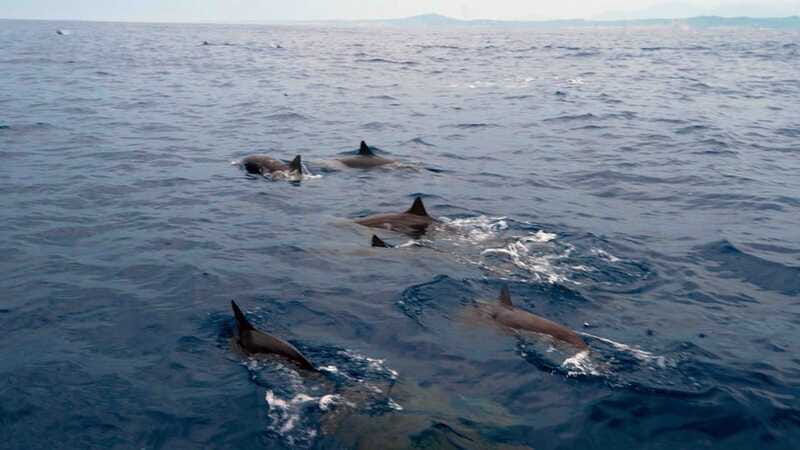 Puerto Escondido: Boat Tour among Dolphins and Turtles - Comfort on deck: staying cool, protected, and ready to spot movement