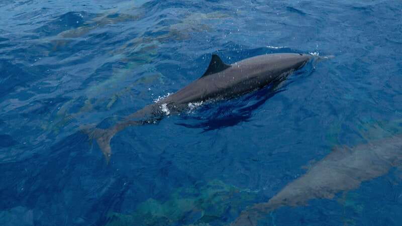 Puerto Escondido: Boat Tour among Dolphins and Turtles - What you will and will not do: viewing only, no swimming plan