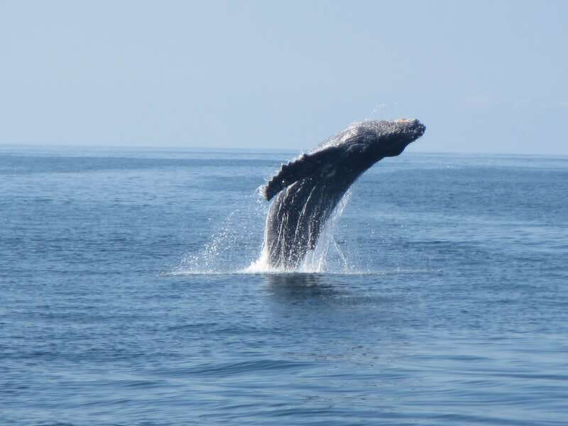 Puerto Escondido: Boat Tour among Dolphins and Turtles - Price and value: is $79 for a Puerto Escondido dolphin and turtle tour fair?