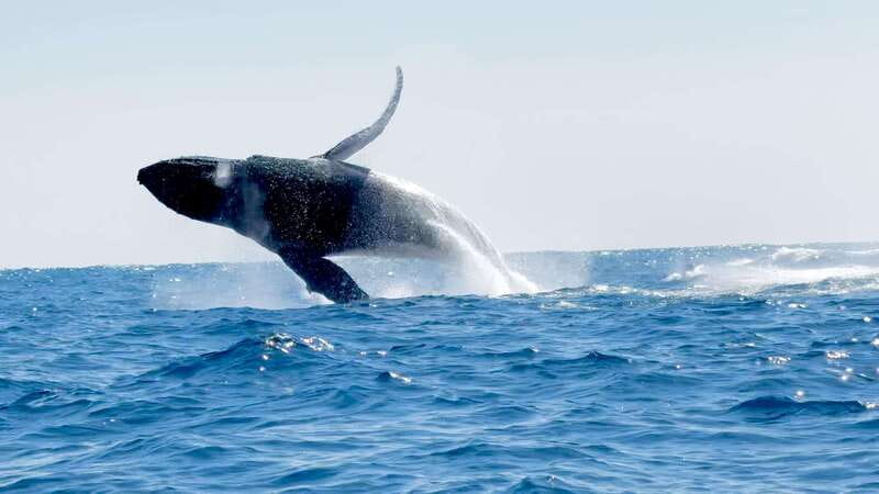 Puerto Escondido: Boat Tour among Dolphins and Turtles - What past guests highlight, and what you can learn from it