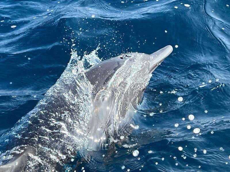 Puerto Escondido: Boat Tour to see Dolphins and Marine Life - Quick hits on this Puerto Escondido dolphin, turtle, and whale boat tour