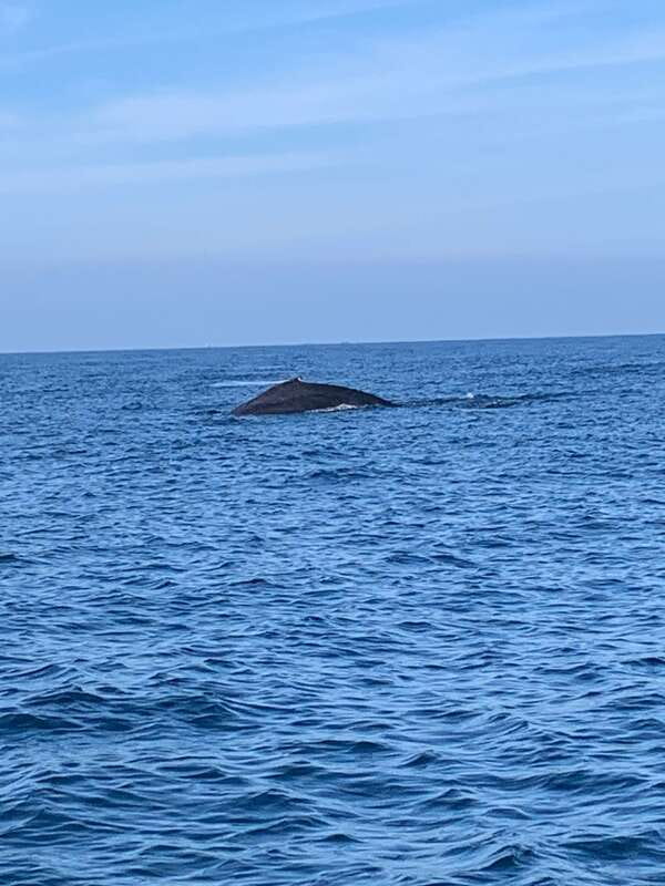Puerto Escondido: Boat Tour to see Dolphins and Marine Life - Price and value at about $46: what you are really buying