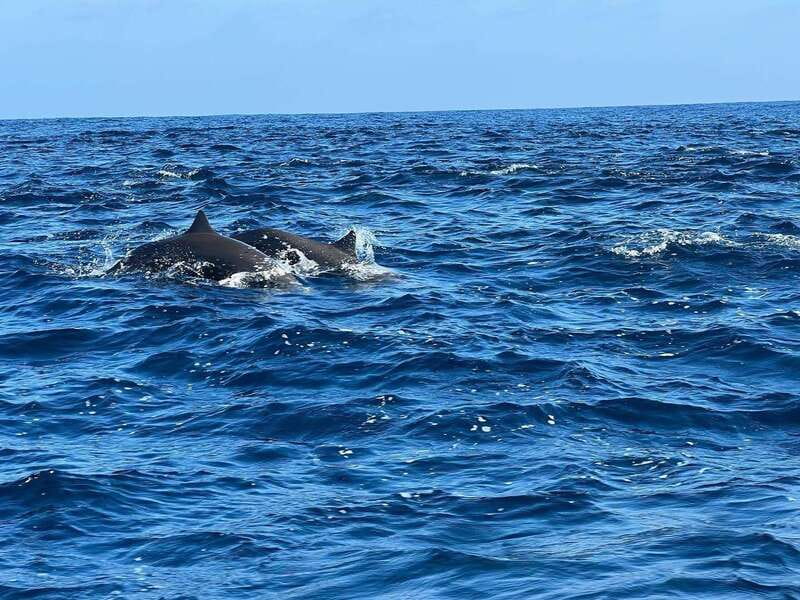 Puerto Escondido: Boat Tour to see Dolphins and Marine Life - Dolphin encounters in the wild, plus when swimming is possible